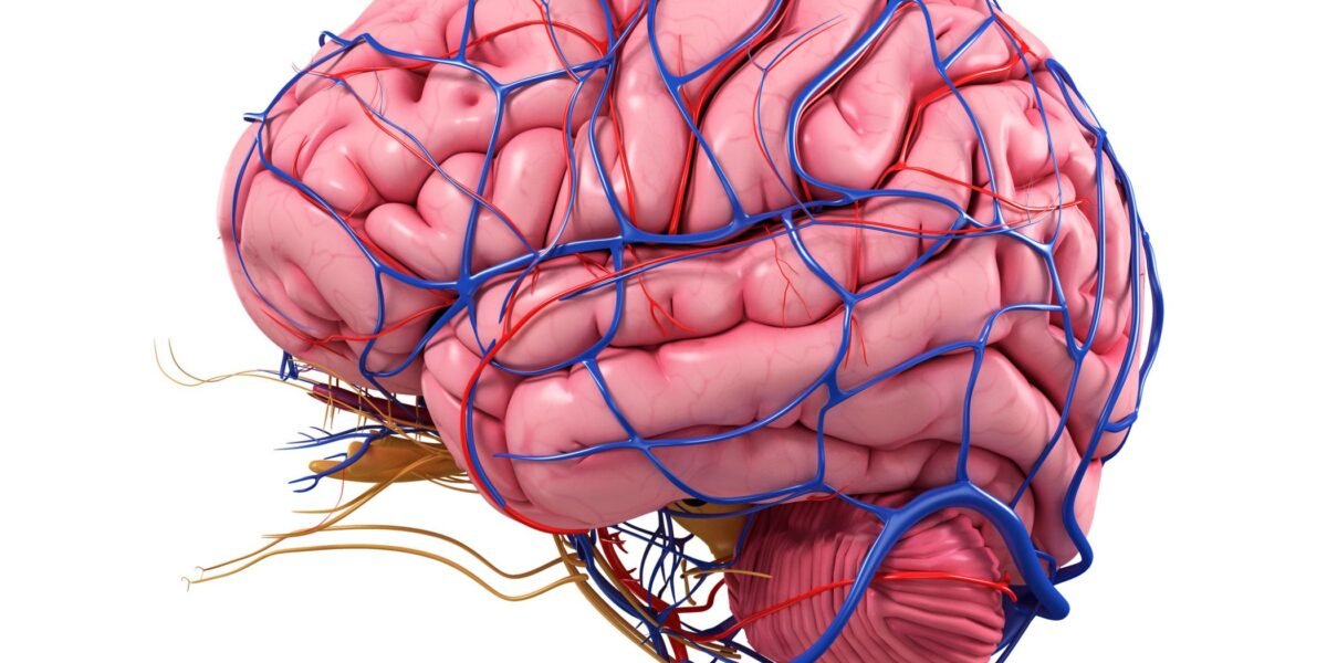 Human Brain  Coordinated Medicine Foundation Human Brain