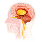 Memory and Food  Coordinated Medicine Foundation